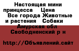 Настоящая мини принцесса  › Цена ­ 25 000 - Все города Животные и растения » Собаки   . Амурская обл.,Свободненский р-н